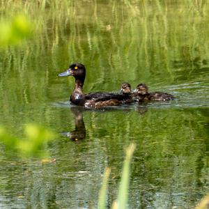 Tufted Duck