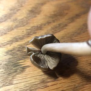 Gelbbräunlicher Scheidenstreifling