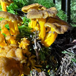 Trumpet Chanterelle
