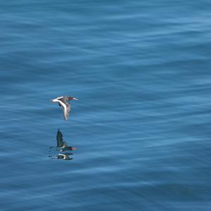 Eurasian Oystercatcher