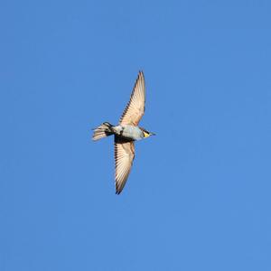 European Bee-eater