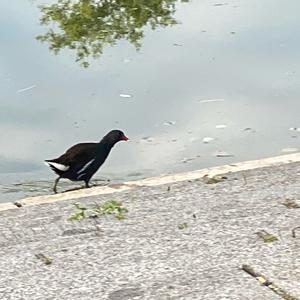 Teichhuhn