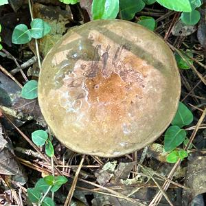 Unknown Species