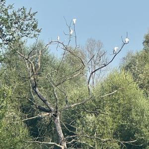 Kuhreiher