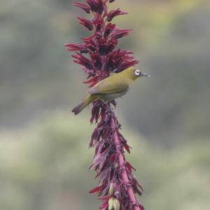 Unknown Species