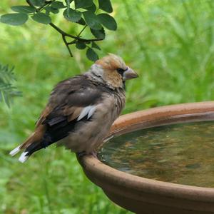 Hawfinch