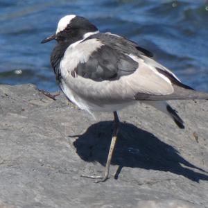 Unknown Species