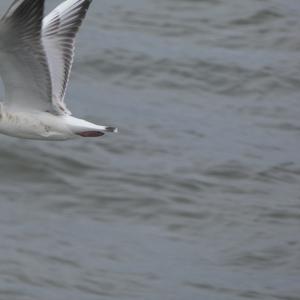 Black-headed Gull