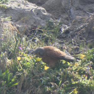 Unknown Species