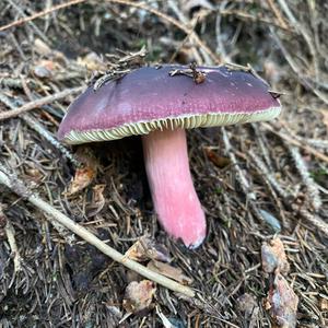 Unknown Species