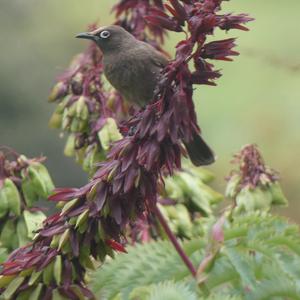 Unknown Species