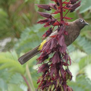 Unknown Species
