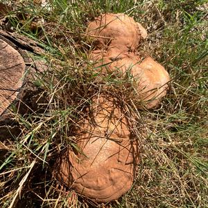 Artist`s Fungus