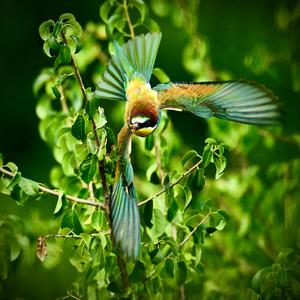 European Bee-eater
