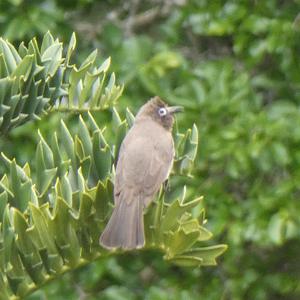Unknown Species