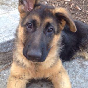 Deutscher Schäferhund
