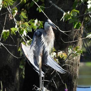 Great Blue Heron