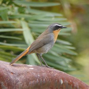 Unknown Species