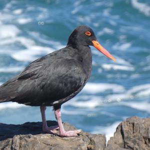 Unknown Species