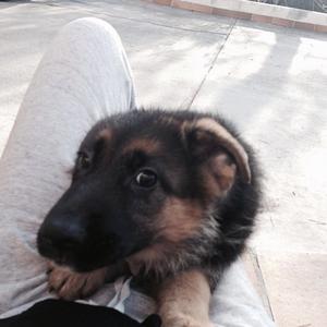 Deutscher Schäferhund