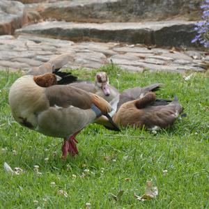 Egyptian Goose