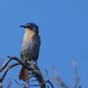 Unknown Species