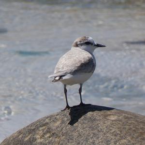 Unknown Species