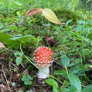 Fliegenpilz