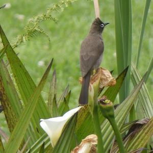 Unknown Species