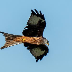 Red Kite