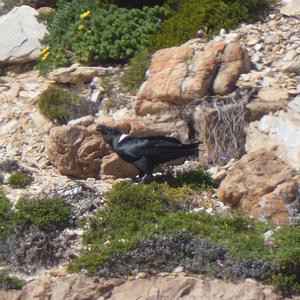 Unknown Species