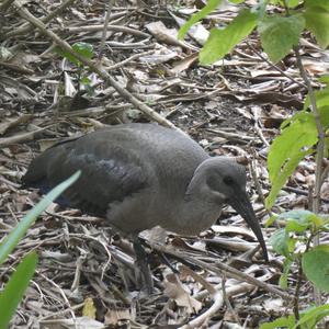 Unknown Species