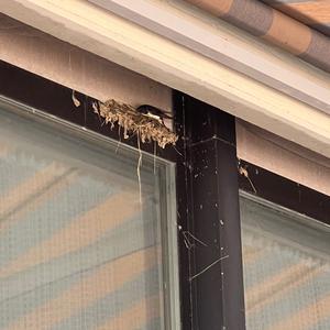 Barn Swallow