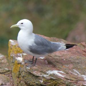 Black-legged Kittiwake