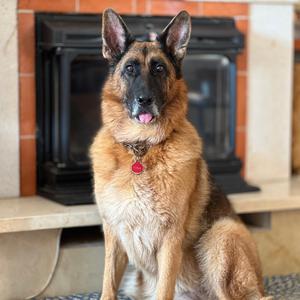 Deutscher Schäferhund