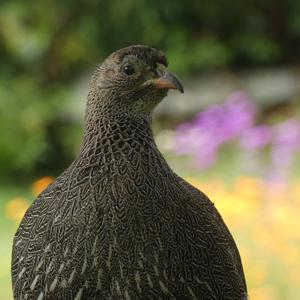 Unknown Species