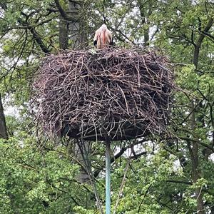 White Stork