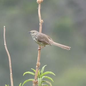 Unknown Species