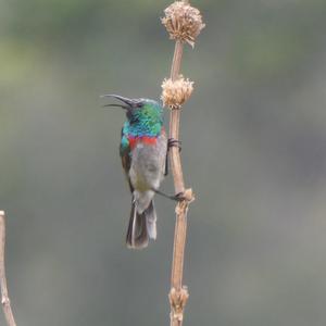 Unknown Species