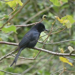 Unknown Species