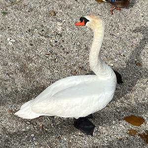 Mute Swan