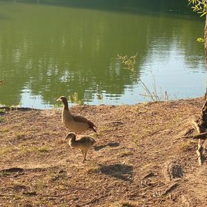 Egyptian Goose