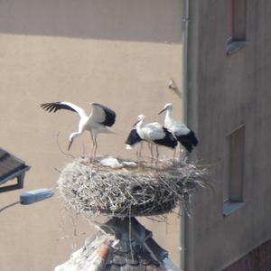 White Stork