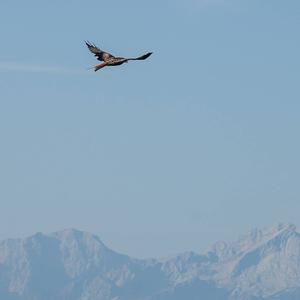 Red Kite