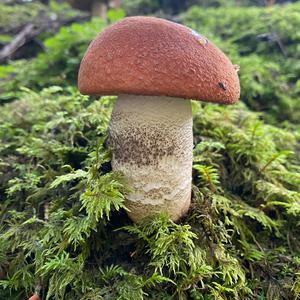 Orange Birch Bolete