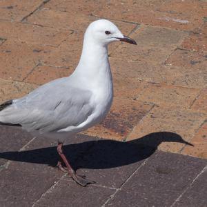 Unknown Species