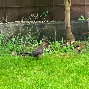 Eurasian Blackbird
