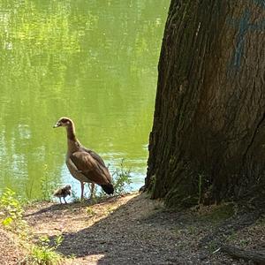 Egyptian Goose