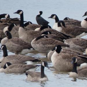 Canada Goose