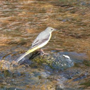 Grey Wagtail